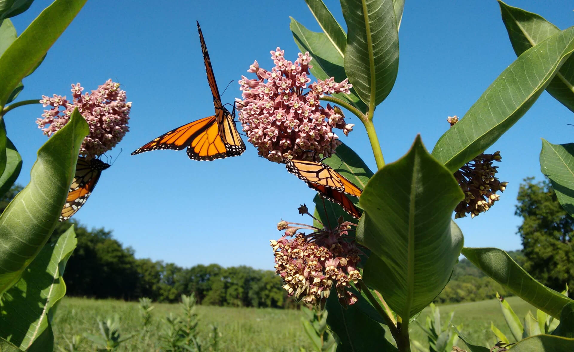 Milkweed: A Lifeline for Monarch Butterflies and Beyond