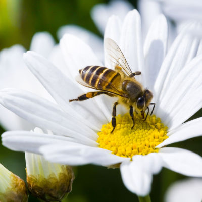 How Can Native Plants Save America's Bee Population