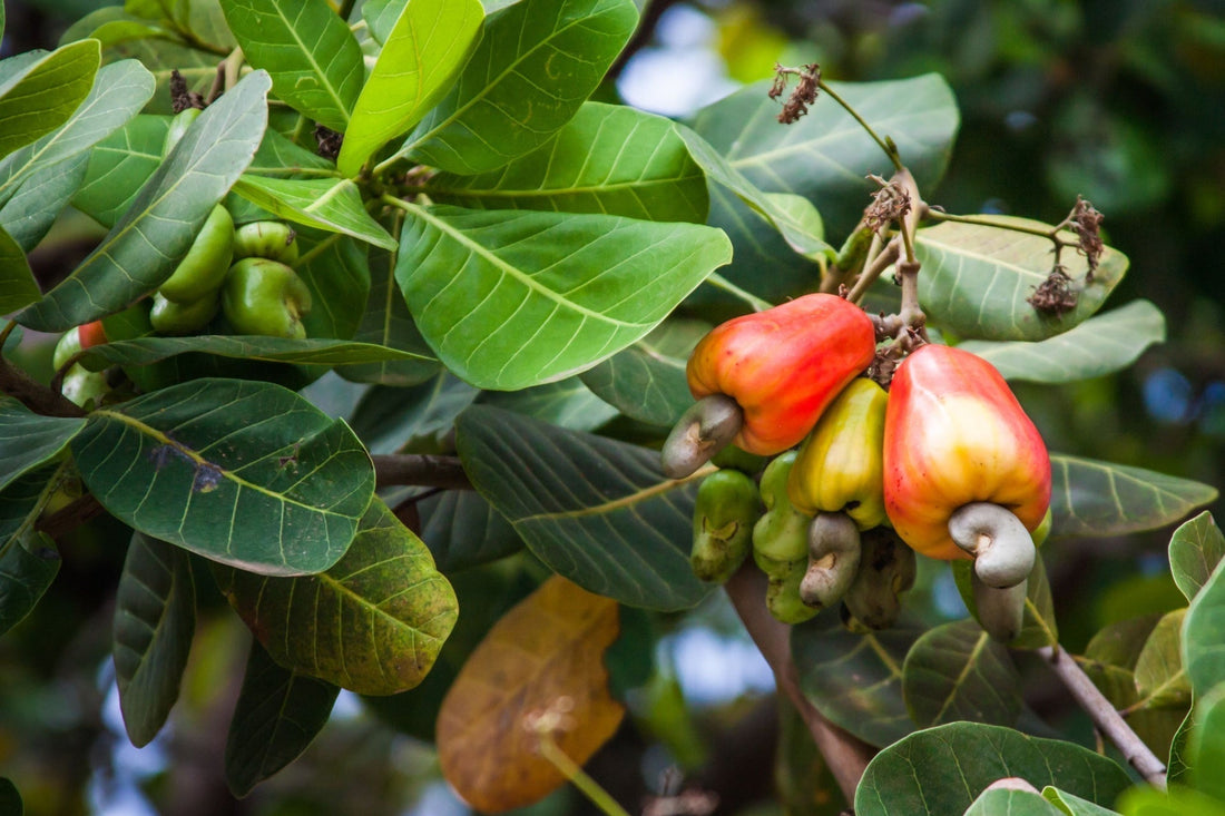 Cashew Plant
