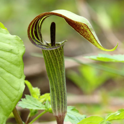 Jack in the Pulpit Is an Exotic Plant
