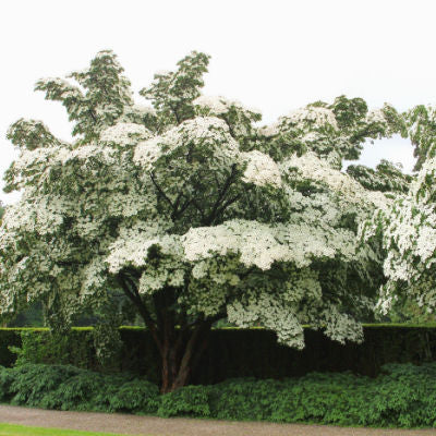 The Beautiful Flowering Kousa Dogwood