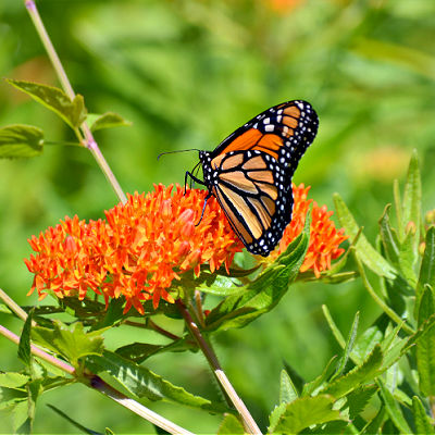 Make Your Yard A Butterfly Hangout