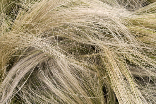 Tufted Hairgrass: Easy-Care Ornamental Grass