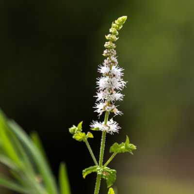 The Beautiful Black Cohosh