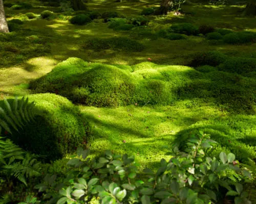 moss