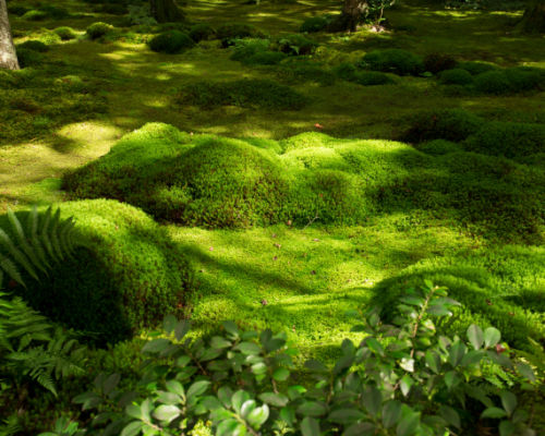 moss