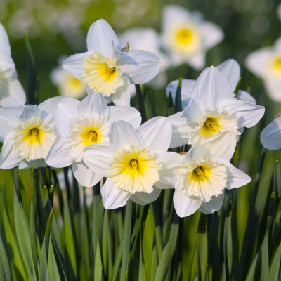 The Eye Catching White Daffodils