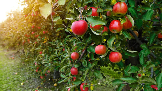 An Apple a Day: Benefits of Growing Your Own Fruiting Trees