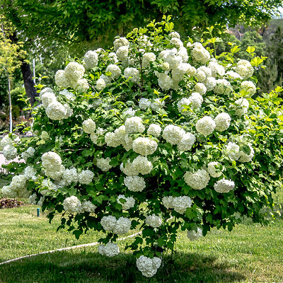 Blooming Old Fashion Snowball tree with clusters of white flowers surrounded by lush green leaves in a spring garden.