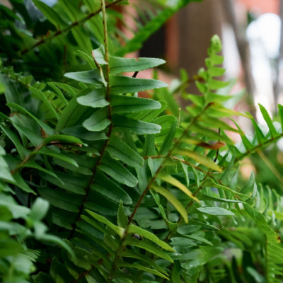 Plant Ferns The Environment Will Thank You