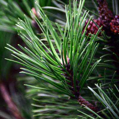 The Spectacular Spruce Pine Trees