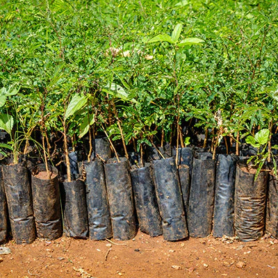 What Exactly Is a Tree Nursery and Why Buy From One