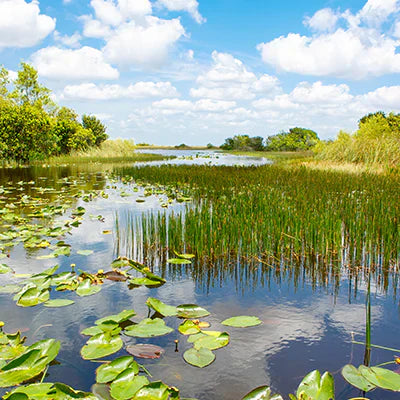 The Beauty of Sawgrass: Exploring the Aesthetics Plant
