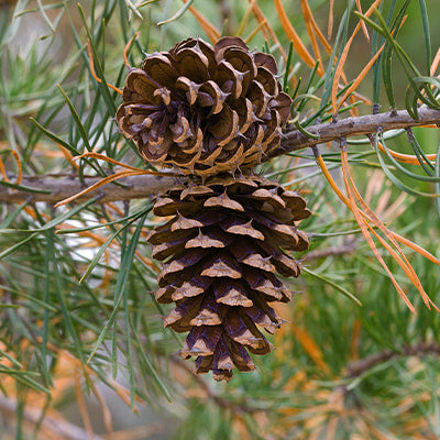Virginia Pine Tree: The Perfect Addition to Your Forest and Landscape Design