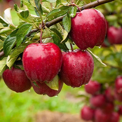 What You Need to Know About Growing Fruiting Apple Trees