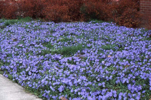 Vinca Minor Is an Environmentally Friendly Ground Cover