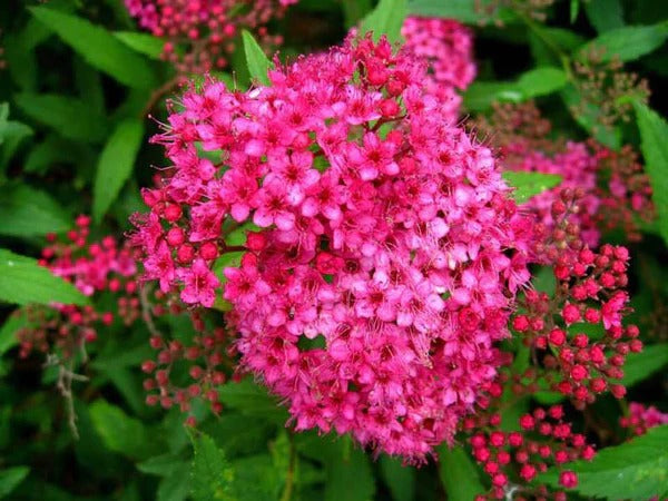 Spiraea Japonica Is a Hardy Flowering Shrub Favorite