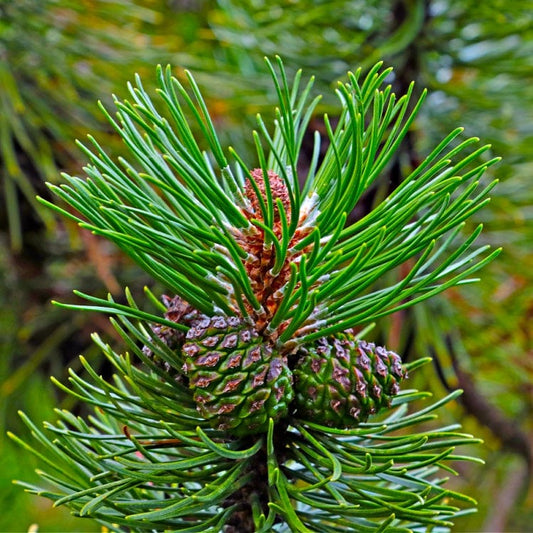 The Eastern White Pine
