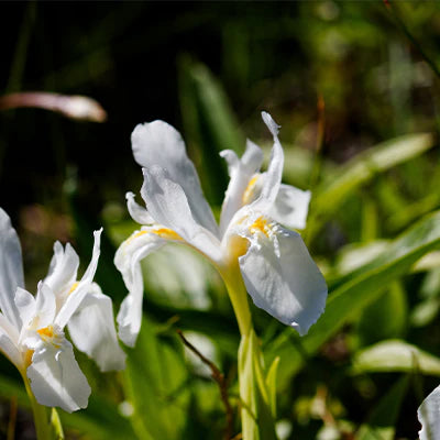 Why Choose Iris Cristata?