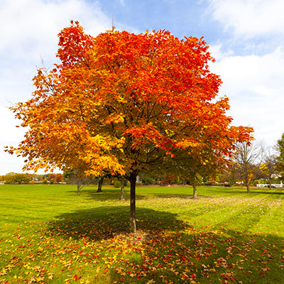 Why Red Oak Trees Are a Must-Have for Wildlife-Friendly Landscaping