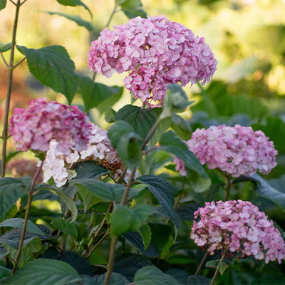 Wild Hydrangea Shrub