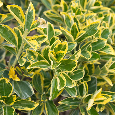 Wintercreeper Euonymus: A Hardy and Drought-Tolerant Plant for Your Home