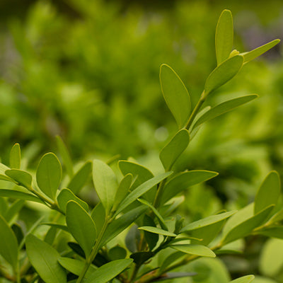 Wintergreen Boxwood: Tips and Tricks for Growing and Maintaining Your Plants