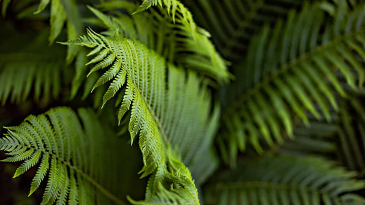 A Deep Dive into the Diverse World of Native Ferns in the United States - Tree Nursery Co