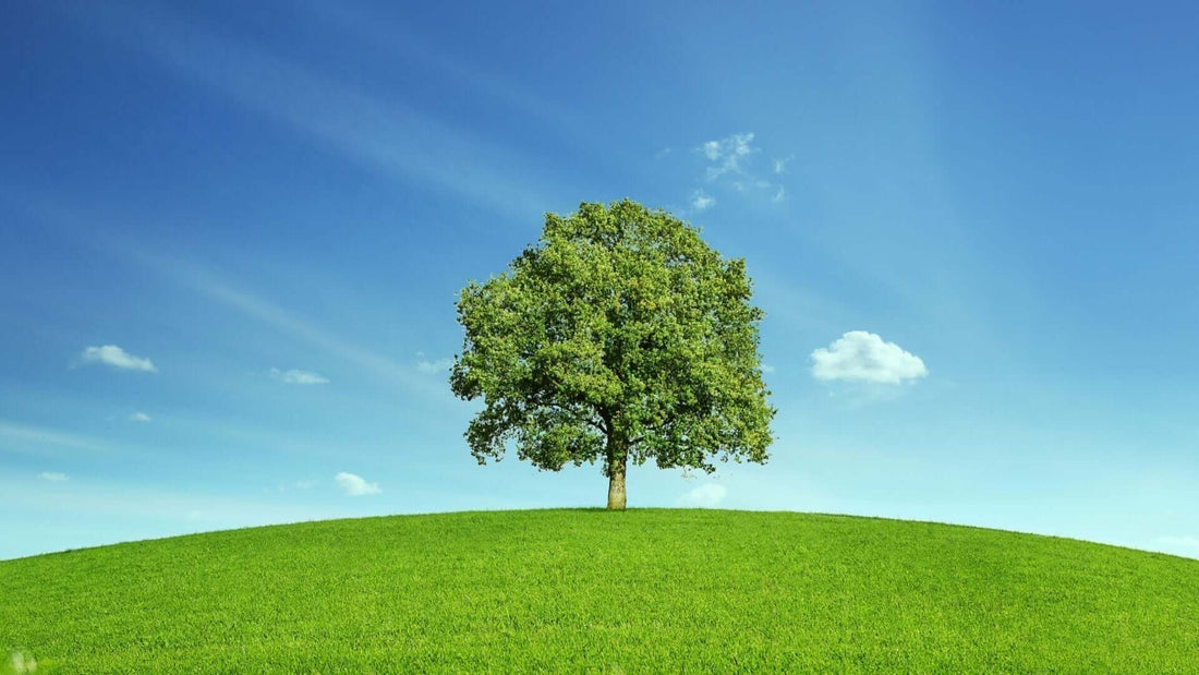 Honoring Loved Ones through Memorial Trees