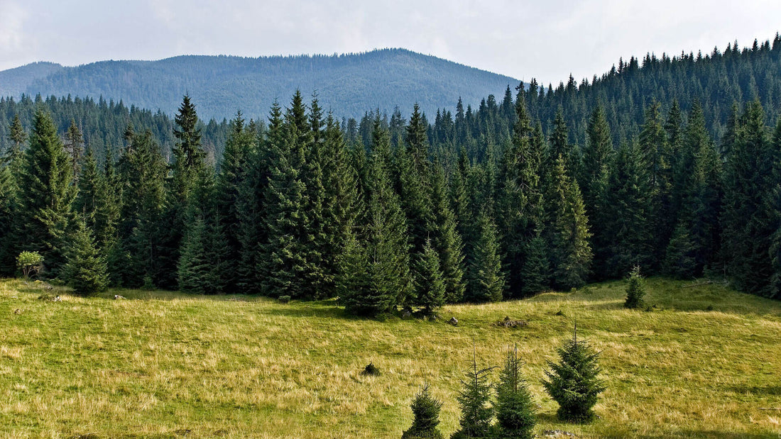 Pine Tree Landscaping: A Path to Higher Home Valuation - Tree Nursery Co