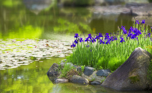 Enhancing Landscapes with Aquatic Plants