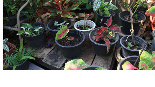 Growing Exotic Plants: Tips for Tropical and Desert Species - Tree Nursery Co