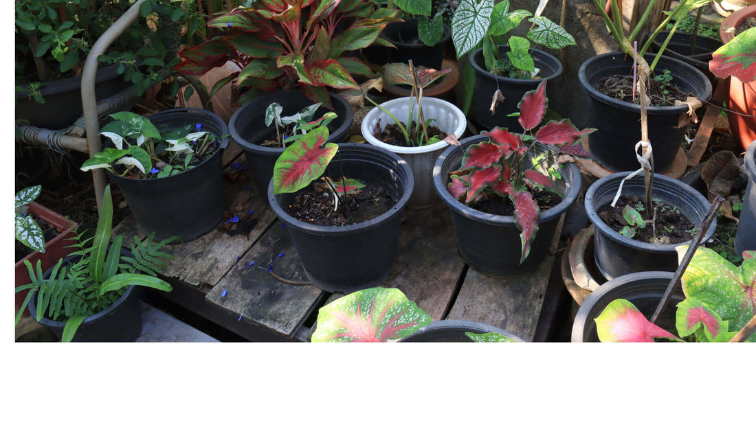 Growing Exotic Plants: Tips for Tropical and Desert Species - Tree Nursery Co