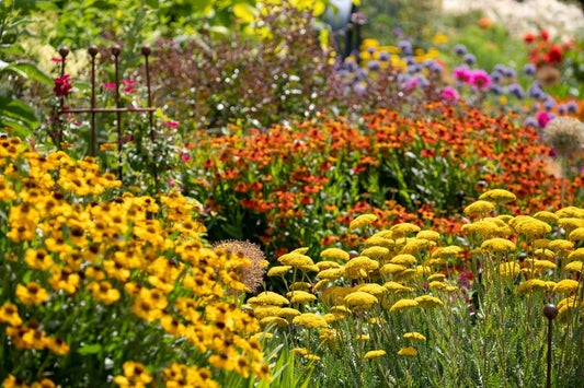 Perennials and Their Benefits: A Garden Essential