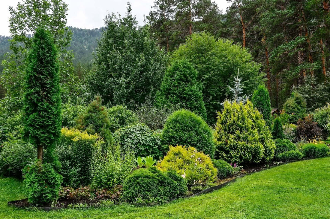 Shrubs In Landscaping