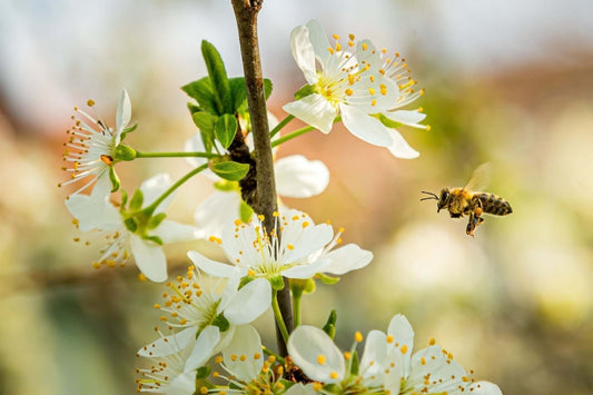 Designing Gardens for Pollinators' Delight
