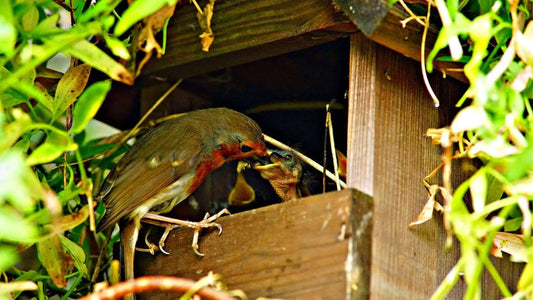 How To Make A Perfect Bird Garden - Tree Nursery Co