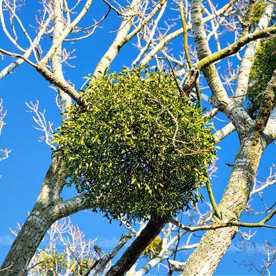 Meet Me Under The Mistletoe