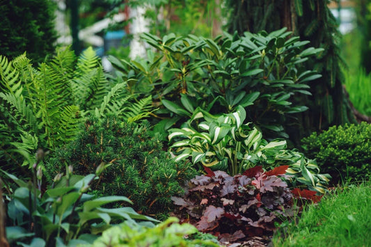 Nature’s Living Canopy