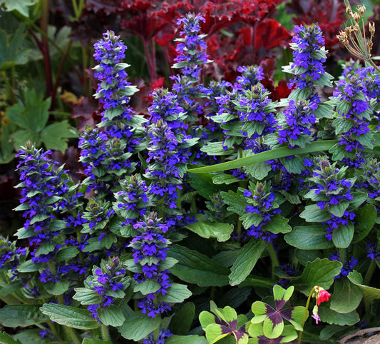 Shade Plants Perfect for Spring
