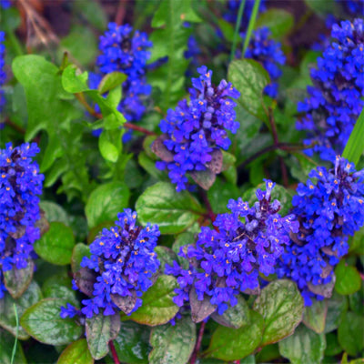 Ajuga Reptans Plant Uses In Landscaping