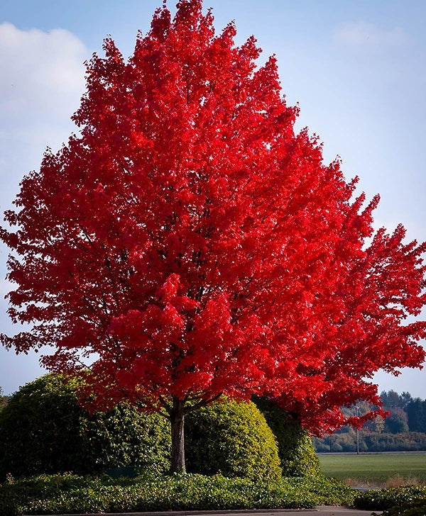 Red Maple - Autumn's Most Brilliant Tree