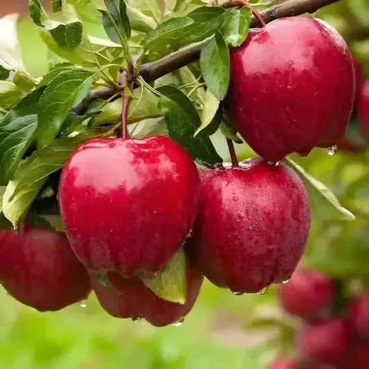 Fruit Trees Tennessee Wholesale Nursery