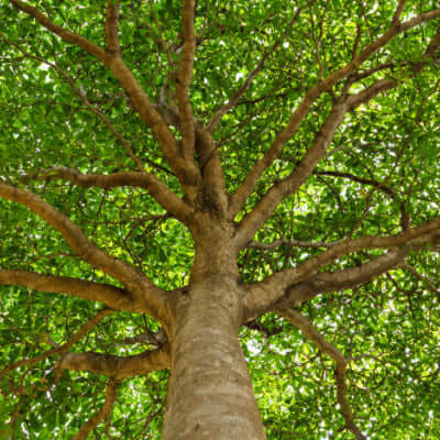 Shade Trees