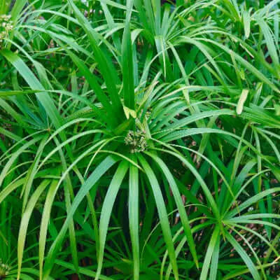 Palm Sedge Excellent Ground Cover