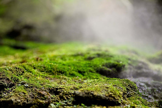 Lush Solutions for Shady Spots