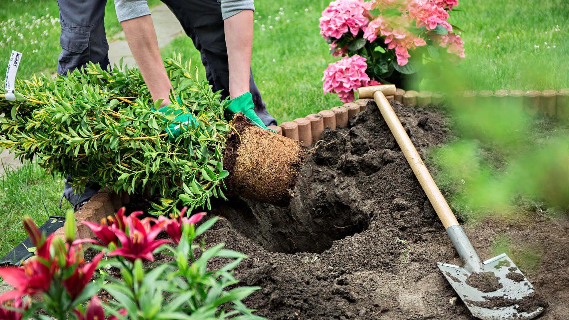 Common Garden Issues and How to Fix Them: Expert Tips – Tennessee ...