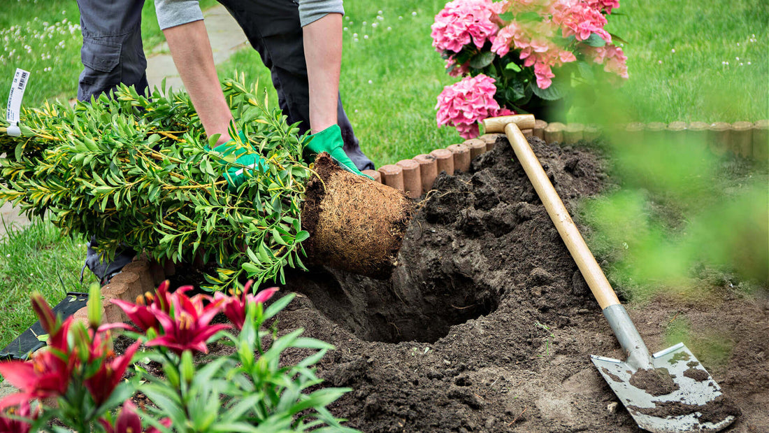 Troubleshooting Common Garden Problems: Solutions and Tips