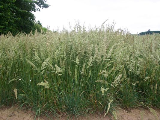How To Grow Grasses