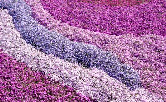 Exploring the Diverse World of Phlox